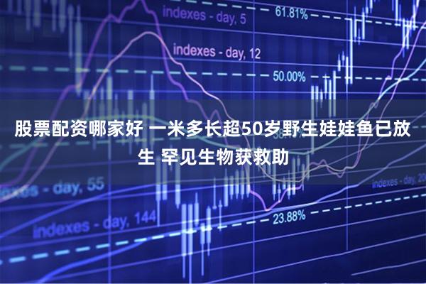 股票配资哪家好 一米多长超50岁野生娃娃鱼已放生 罕见生物获救助